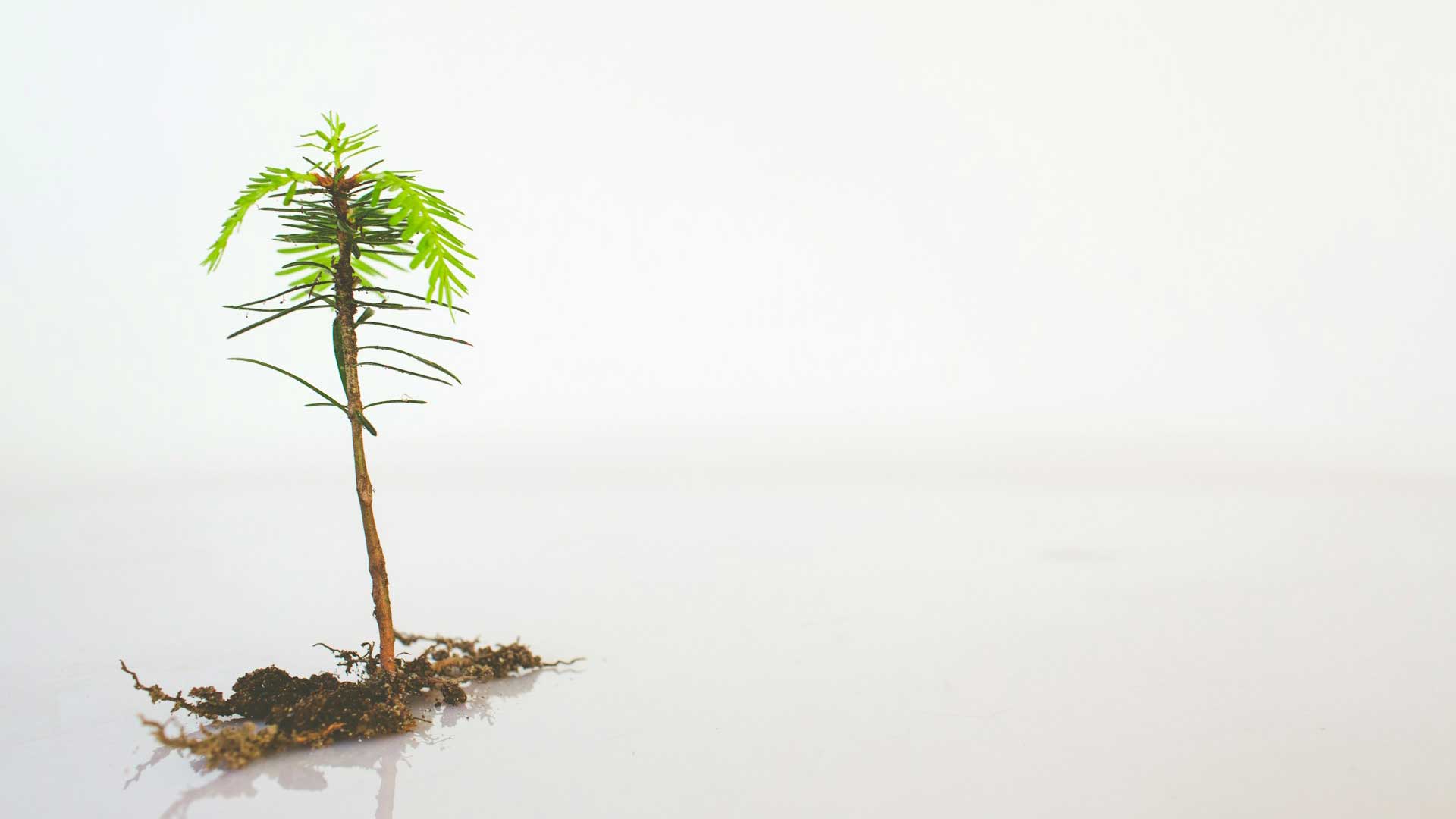A small tree showing career growth.