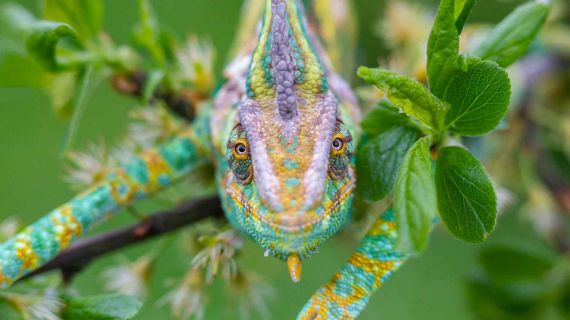A chameleon adapting for success!